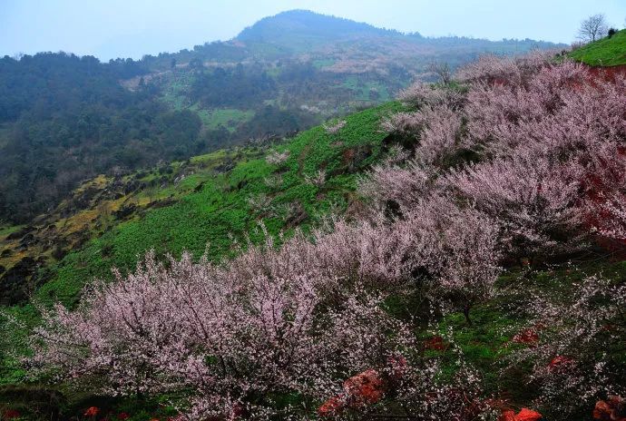 拓展基地之大邑雾山乡桃花